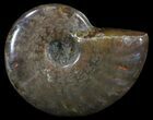 Flashy Red Iridescent Ammonite - Wide #52358-1